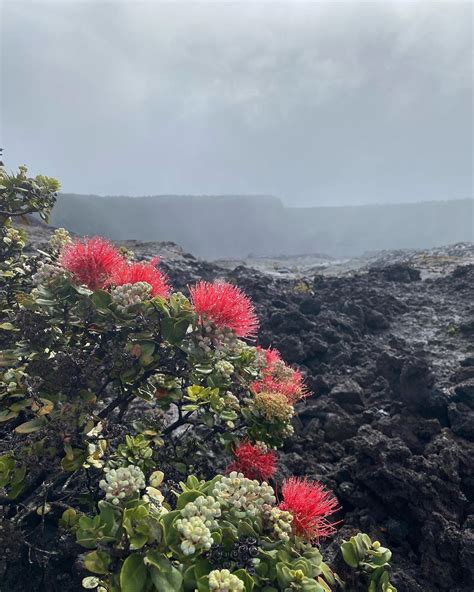 Life Finds A Way K Lauea Iki Crater Trail Hawaii Volcanoes National