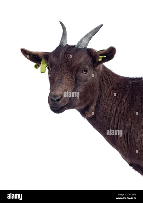 Head Shot Of Cute Dark Brown Pygmy Goat Standing Side Ways Looking At