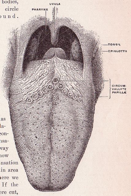 Gustatory System Creationwiki The Encyclopedia Of Creation Science