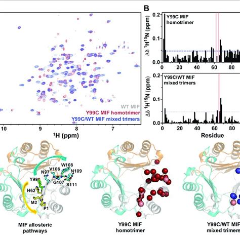 A 1 H 15 N TROSY HSQC Spectral Overlay Of WT MIF Gray The Y99C