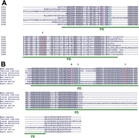 Amino Acid Sequence Alignment Of The Human Pax6 Paired Domain A Shows