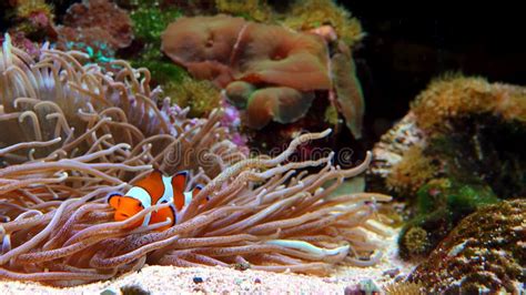 Male And Female Clown Fish Anemonefish Amphiprion Ocellaris Swim Among