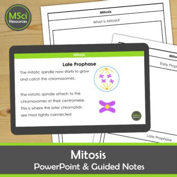 Mitosis Cell Division PowerPoint Presentation Guided Note Template Biology