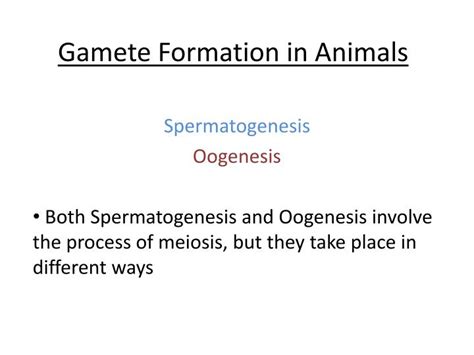 PPT - Gamete Formation in Animals PowerPoint Presentation, free download - ID:1977916