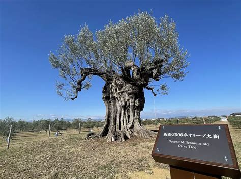 ナガシマファーム（日本で唯一樹齢2000年のオリーブ大樹） 観光スポット 観光三重 かんこうみえ