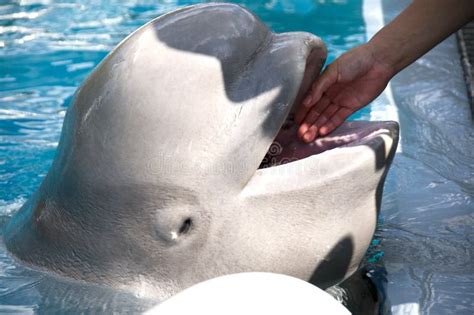 Feeding A White Whale Stock Image - Image: 6815441