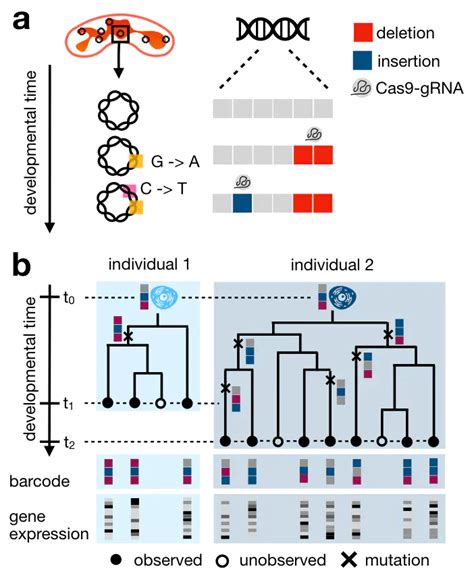 Mapping Lineage Traced Single Cells Across Time Points Marius Lange