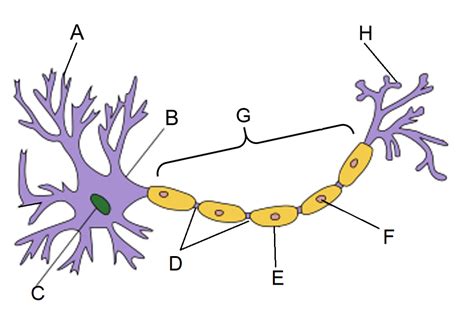 Neuron Parts And Functions Diagram Quizlet