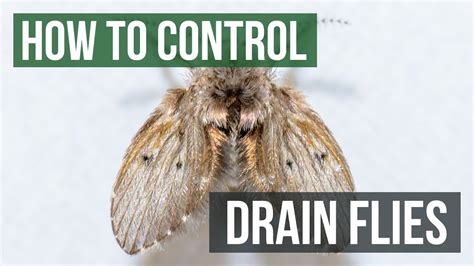 How To Control Drain Flies Youtube