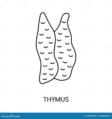 The Human Thymus Gland Icon Lines In A Vector An Illustration Of An