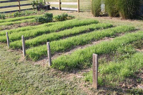 Cover Crops | Snohomish County | Washington State University