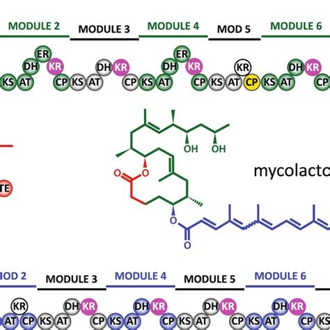 Module Organization For The Three Subunits Of The Mycolactone PKS