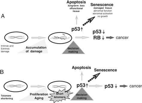 Apoptosis And Senescence Signaling Towards P53 A DNA Damage