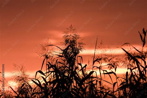 Trzcina Phragmites Australis Zasypia W Zachodz Cym S O Cu Zach D