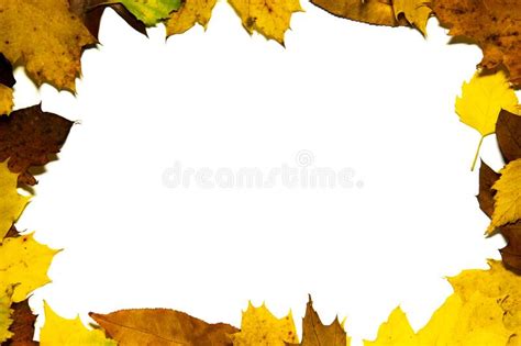 Tree Leaf Frame On White Background Stock Photo Image Of Fall