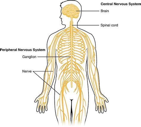 The Central Nervous System Cns Structure Functions And Facts