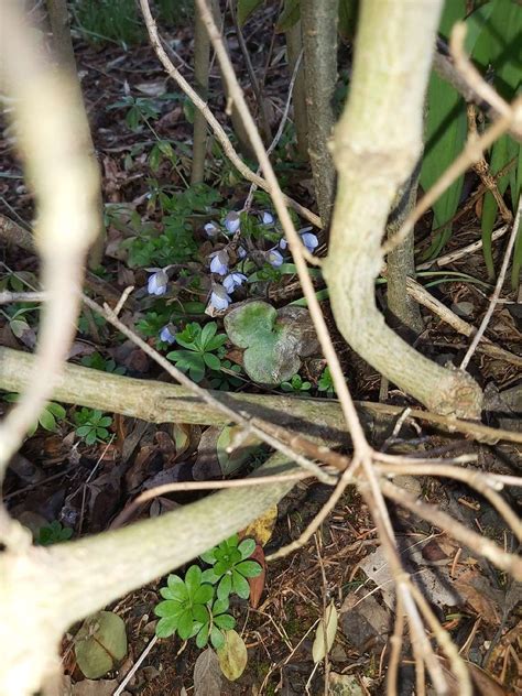 Leberblümchen Leberblümchen Hepatica nobilis c Anja La NABU