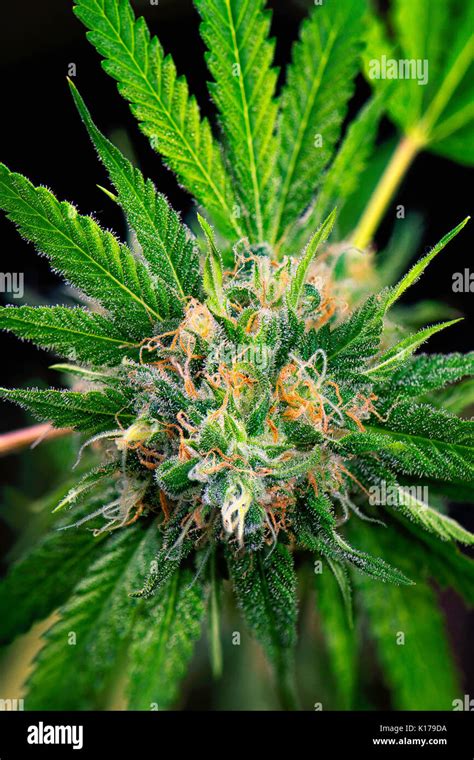 Detalle Macro De Cola De Cannabis Marihuana Cepa Ruso Negro Con Vello