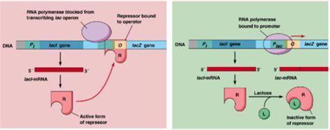 Module 25 The Lac Operon Flashcards Quizlet