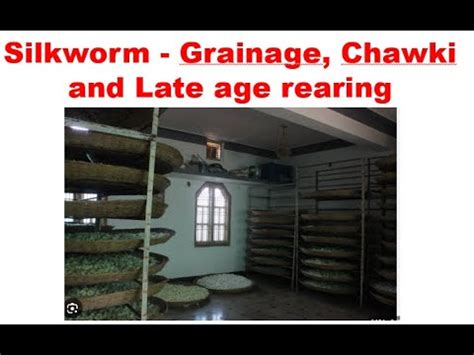 Silk Worm Grainage Chawki And Late Age Rearing Youtube