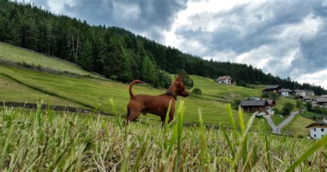 Dolomites (mountains), Animals, Nature, Dog, Landscape Wallpapers HD / Desktop and Mobile ...