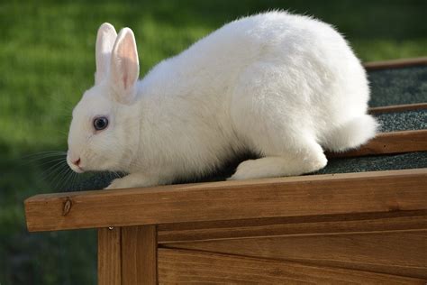 Tout savoir sur le lapin nain caractéristiques soins et conseils