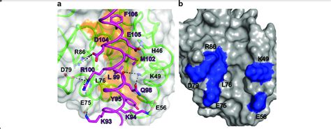 Binding Of BH3 Motif Peptides To NRZ Result In Local Reorganization Of