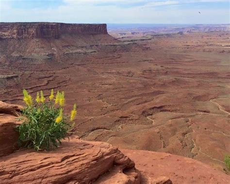 Orange Cliffs Overlook Canyonlands Nationalpark Aktuelle 2020