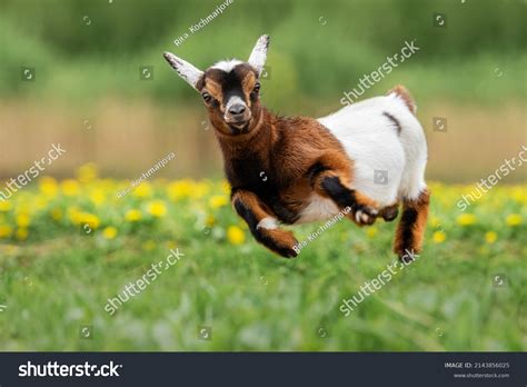 4,416 Goat Jumping Images, Stock Photos & Vectors | Shutterstock