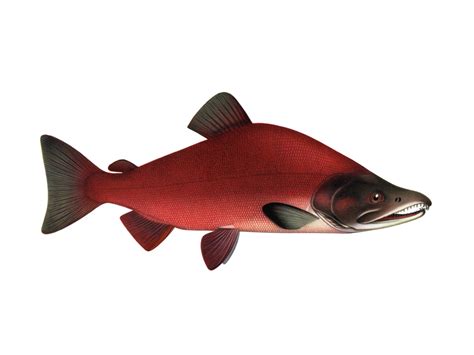 Нерка (Oncorhynchus nerka) | РУССКИЙ ЛОСОСЬ