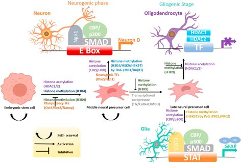 Histone Modifications In Neurodifferentiation Of Embryonic Stem Cells