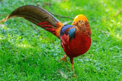 The Facts and Information of Golden Pheasant - Charismatic Planet