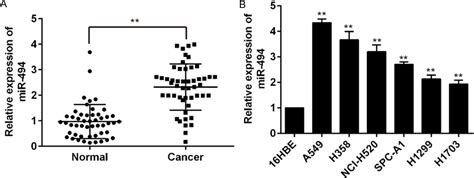 Figure 1 From MicroRNA 494 Promotes Tumor Growth By Targeting PTEN In