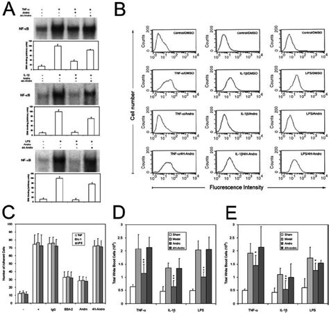 Andro Suppresses Nf ␬ B Activation Of The Stimulated Endothelial Cells