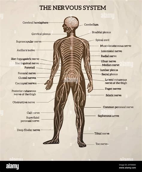 Human Body Central Brain Spinal Cord And Peripheral Nervous System