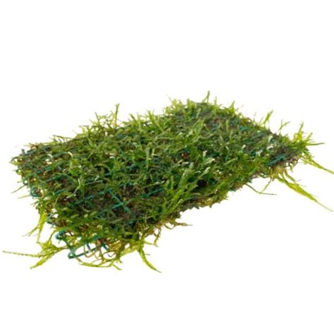 Java Moss On Pad X Cm Universal Aquatics Tropical And Pond