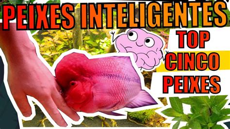 TOP 5 PEIXES INTELIGENTES PARA AQUÁRIOS Mr Betta YouTube