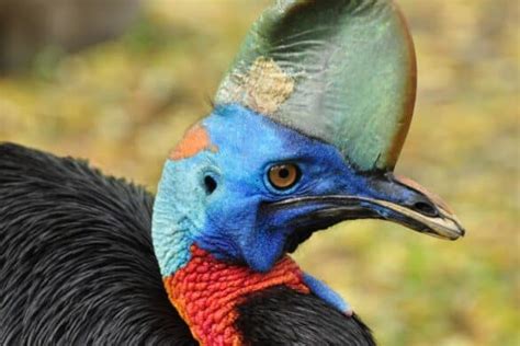 Do Birds Have Ears? Everything You Need to Know!