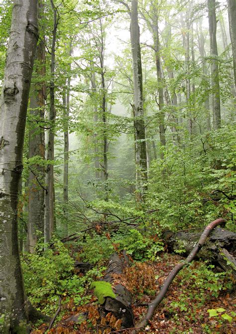 Inventory of the Largest Primeval Beech Forest in Europe
