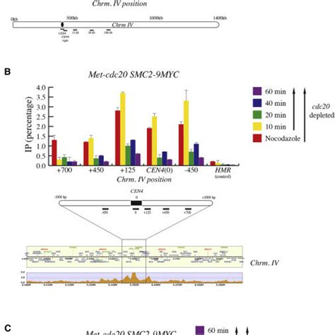 Condensin Localizes to the Chromosome upon Chromosome Biorientation ...