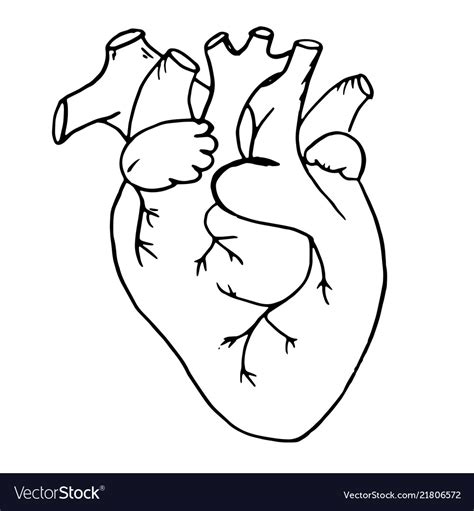 Doodle human heart drawn Royalty Free Vector Image