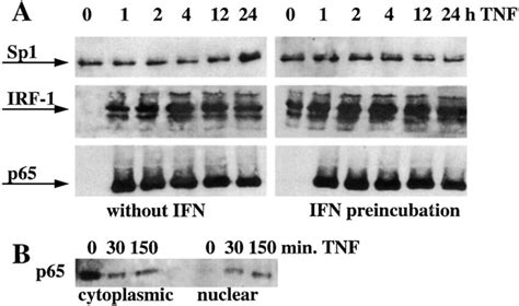 Ifn Enhances Nuclear Irf But Does Not Affect Nuclear Nf B Or Sp In