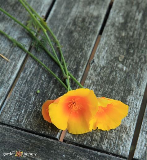 Meet The California Poppy Growing Care Guide