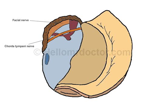 What is Chorda Tympani? Anatomy and Function (with Pictures)