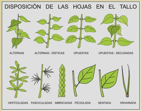 L Grima Regla Mon Tono Disposici N De Las Hojas Sobre El Tallo