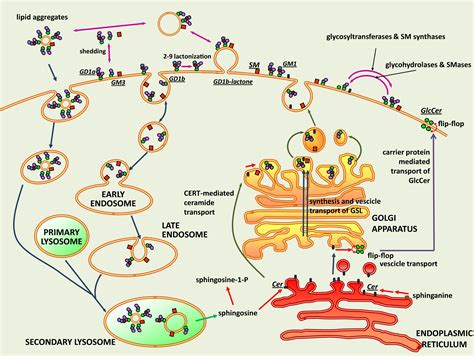 Functional Roles Of Sphingolipids In Immunity And Their 41 Off