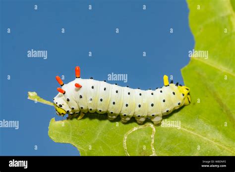 Promethea Moth Caterpillar