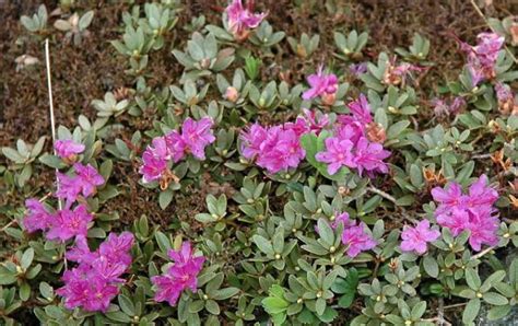 25 Types of Plants Found In Tundra (Facts, Names & Pictures) - Mississippi Greens