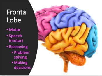 Nervous System Unit Notes By Biology With Brynn And Jack Tpt