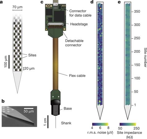 The Neuropixels Probe A Illustration Of Probe Tip Showing